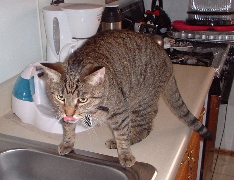 nicky tongue