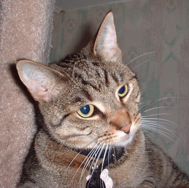 nickycloseup