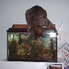 nickyfish