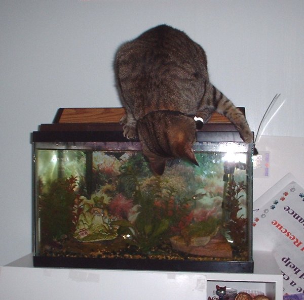 nickyfish