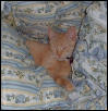 niteynite