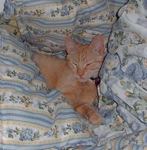 niteynite