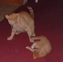 playing sobols