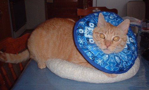 riley collar