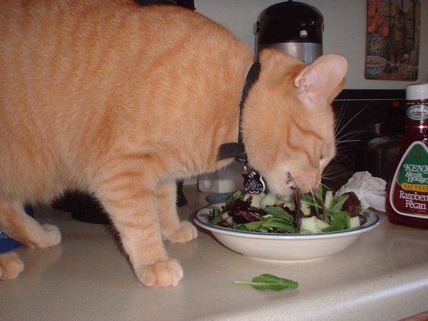 riley salad