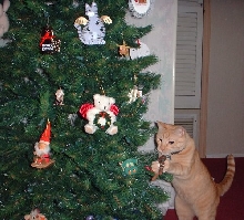 riley xmas steal