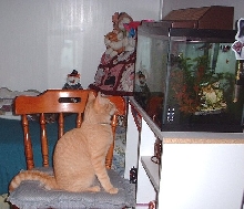 rileyfish