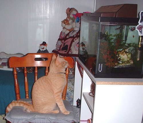 rileyfish