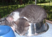sleep in a bowl