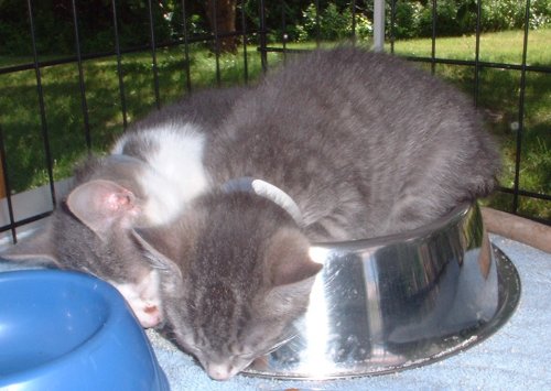 sleep in a bowl