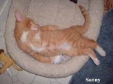 sonny sleeping
