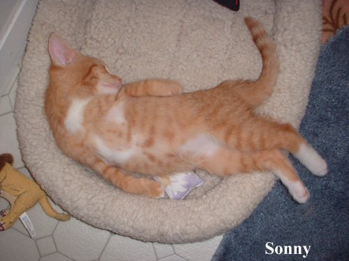 sonny sleeping