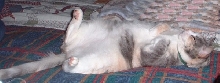 sunbathing