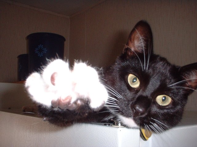 talktothepaw