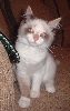 tikki update