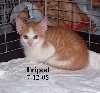 tripod