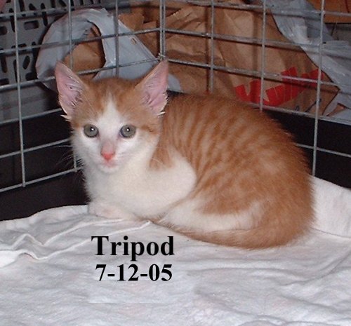 tripod