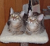 ashley and nicky twins