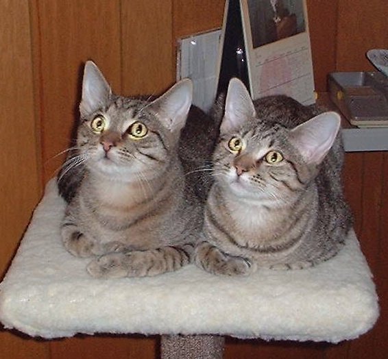 ashley and nicky twins