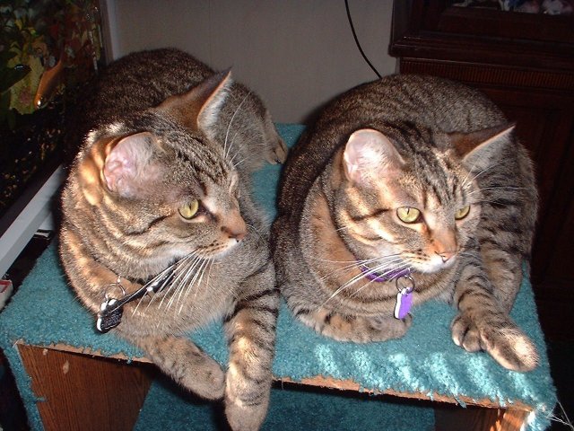 twins