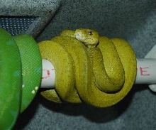 mustard female