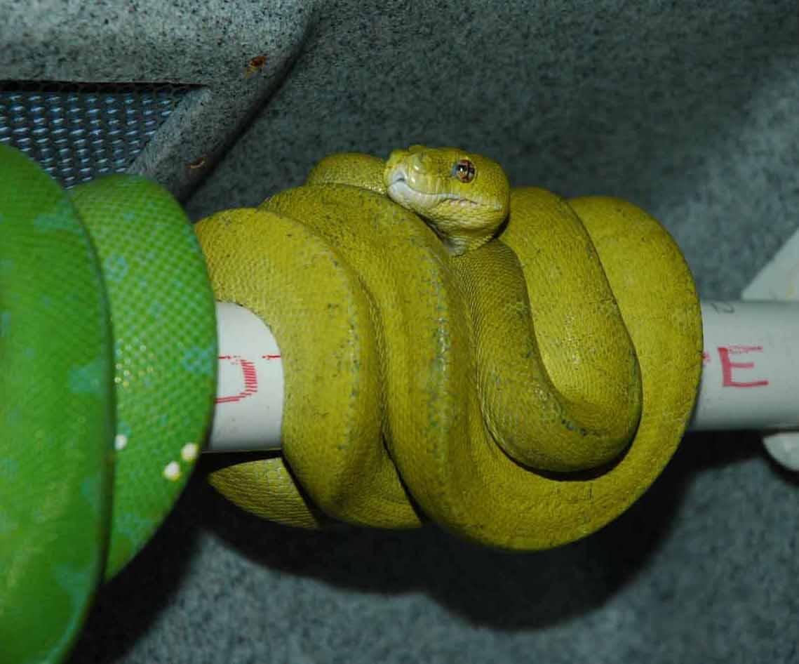 mustard female