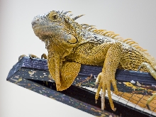Reptile Fest 2010