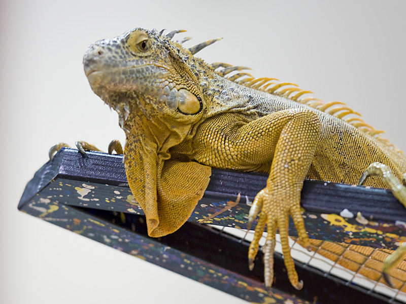 Reptile Fest 2010