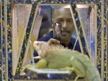 Reptile Fest 2010