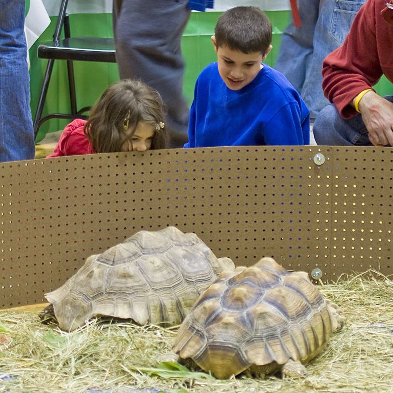 Reptile Fest 2010