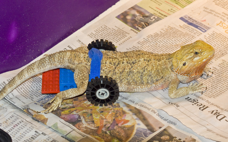 Reptile Fest 2010