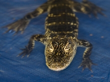 Reptile Fest 2010