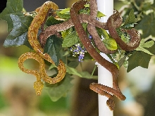 Reptile Fest 2010