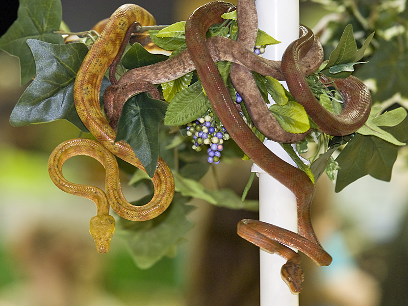 Reptile Fest 2010