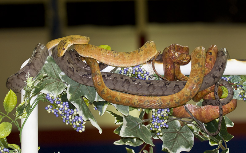 Reptile Fest 2010