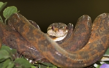 Reptile Fest 2010