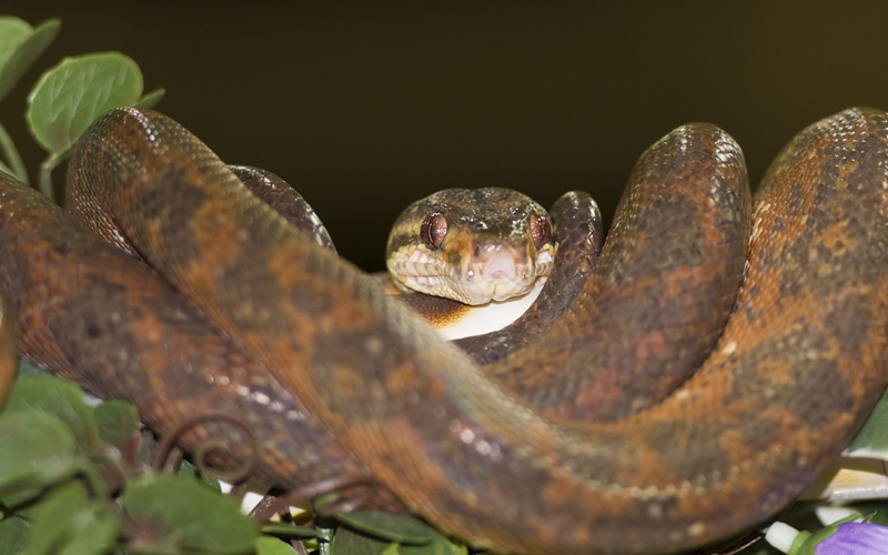 Reptile Fest 2010