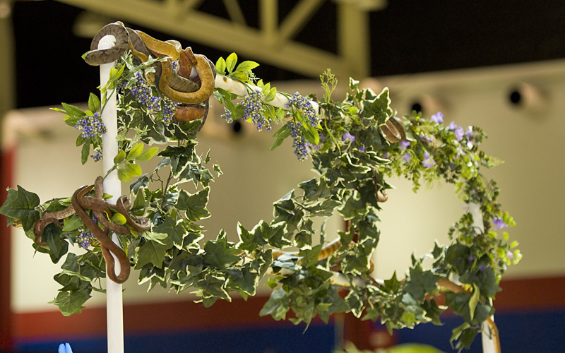 Reptile Fest 2010