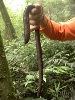 rare brown Chondro