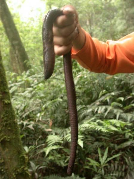 rare brown Chondro