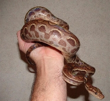CGRB Female 3 yrs