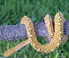 gtp