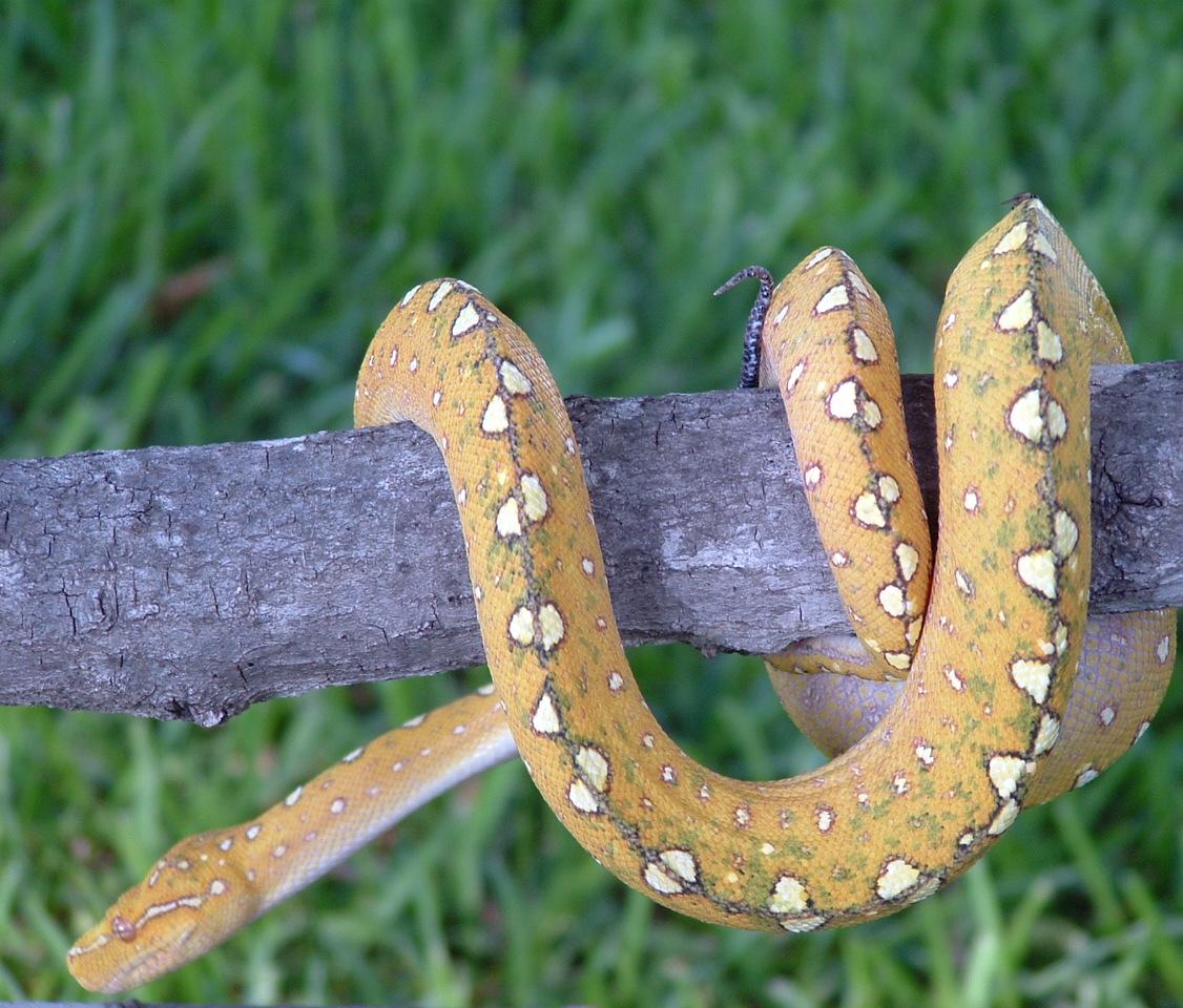 gtp