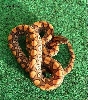 Female baby BRB 02
