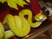 Yellow GTP