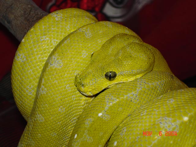 GTP   yellow male