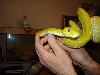 Yellow GTP