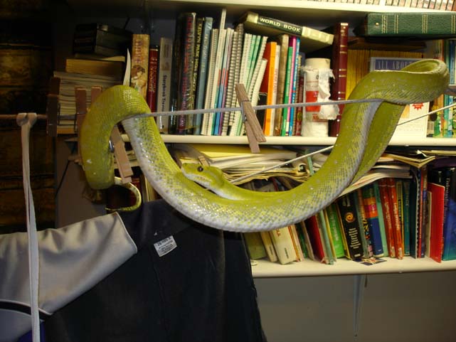 GTP  Yellow or mustard male
