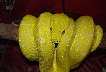 Yellow Male GTP