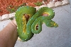 merauke/aru female